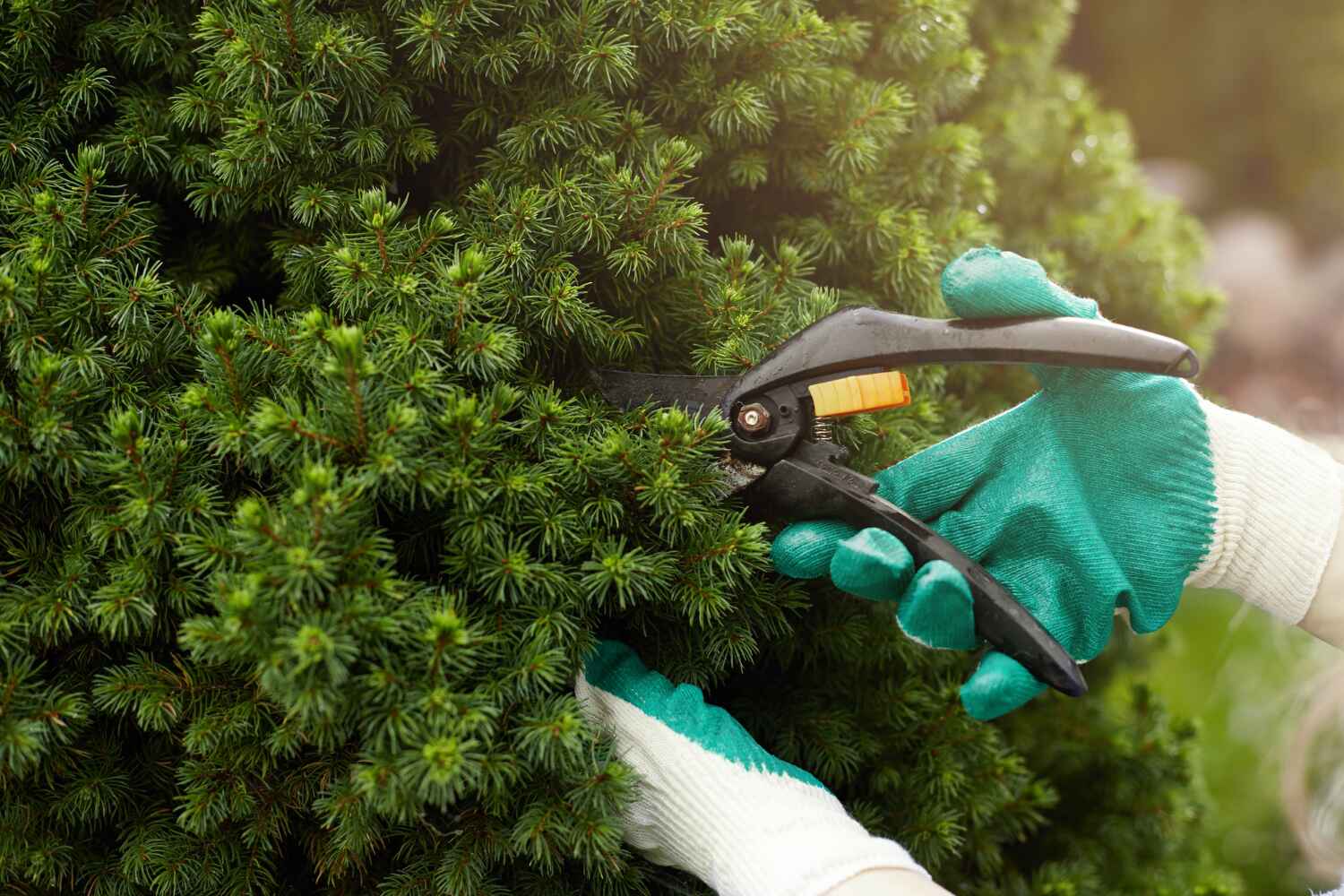 Best Residential Tree Removal  in USA